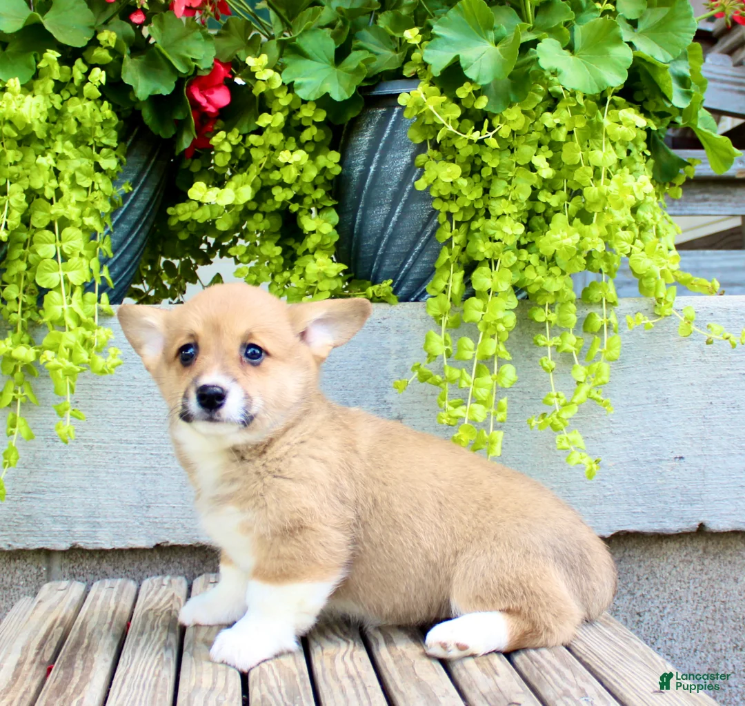 Welsh Corgi Pembroke dogs for sale: Reba  - Ad 7