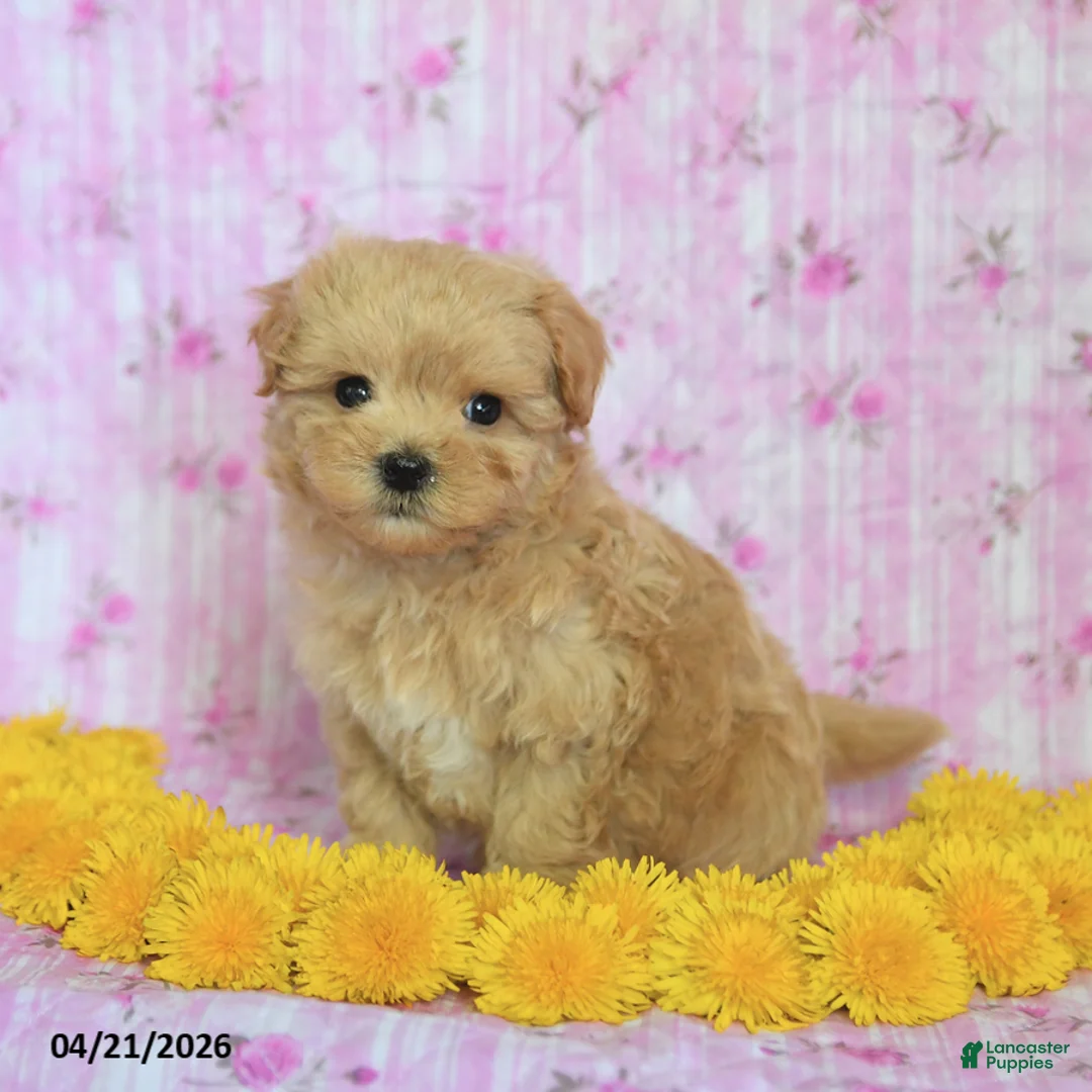 Maltipoo dogs for sale: Smokey - Ad 2