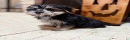 Morkie dogs for sale: Bridgette  - Ad 6