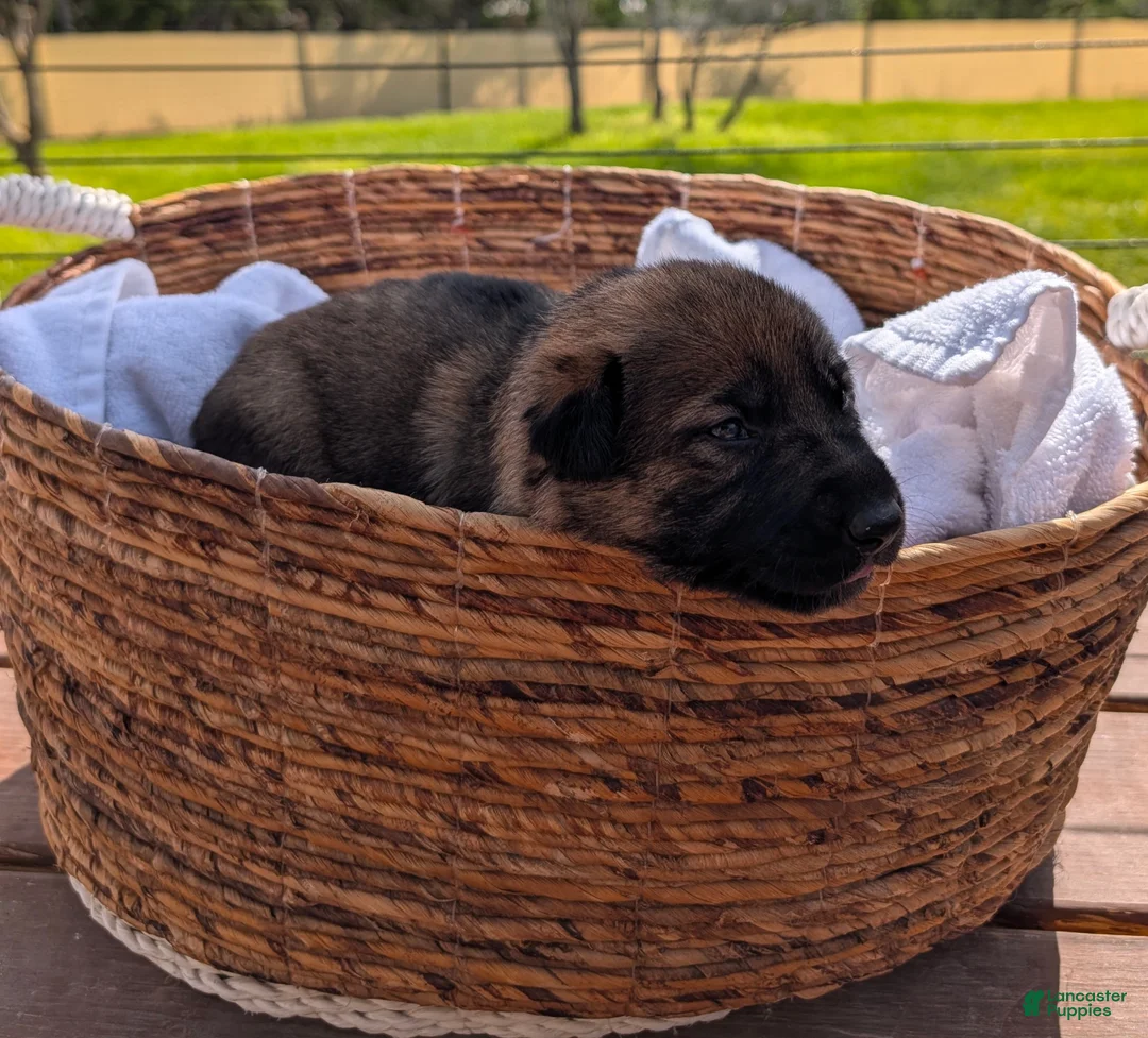 Mixed Breed dogs for sale: Cherry Bomb - Ad 2