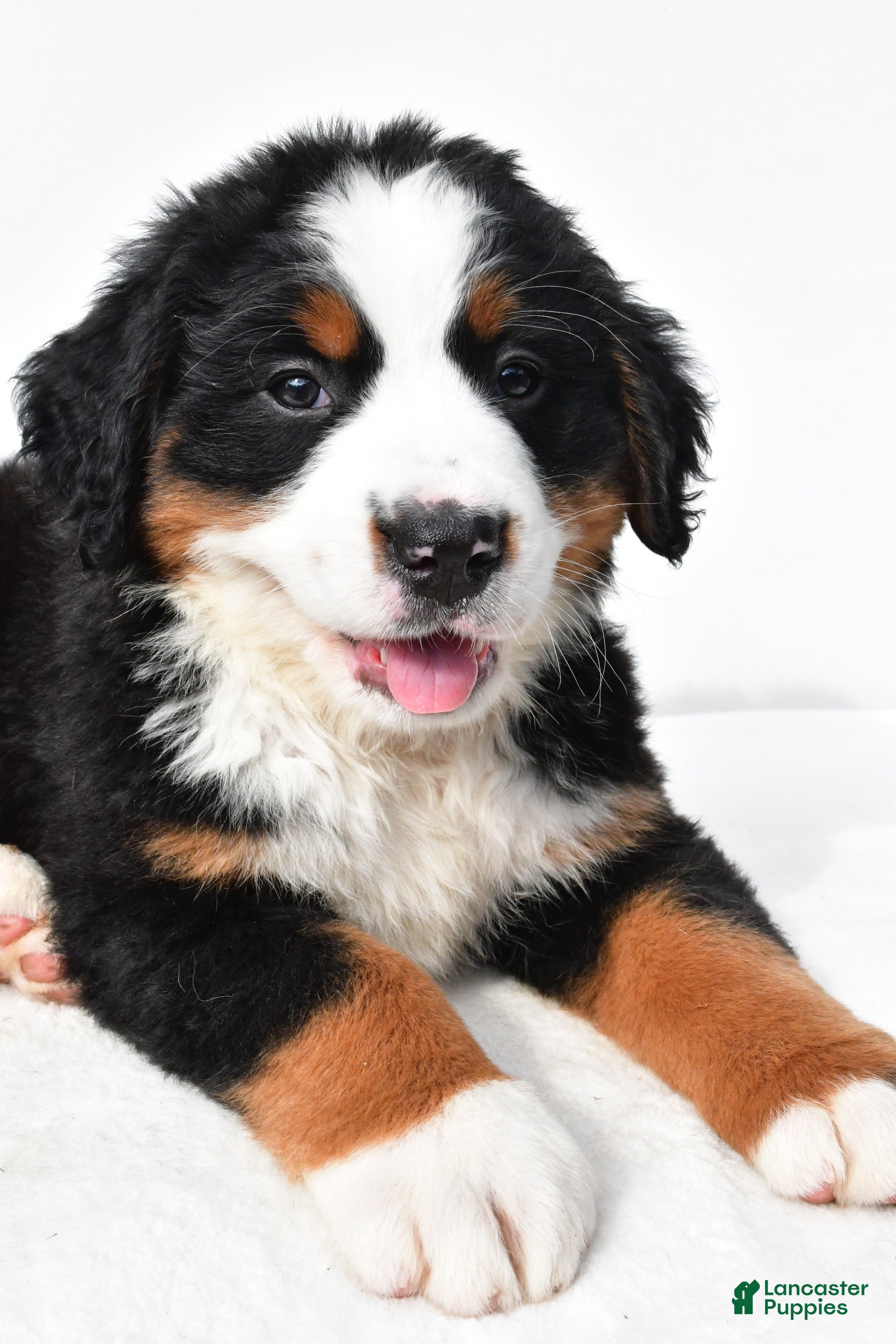 Bernese Mountain Dog dogs Biscuit - Ad 2
