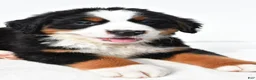 Bernese Mountain Dog dogs for sale: Biscuit - Ad 2