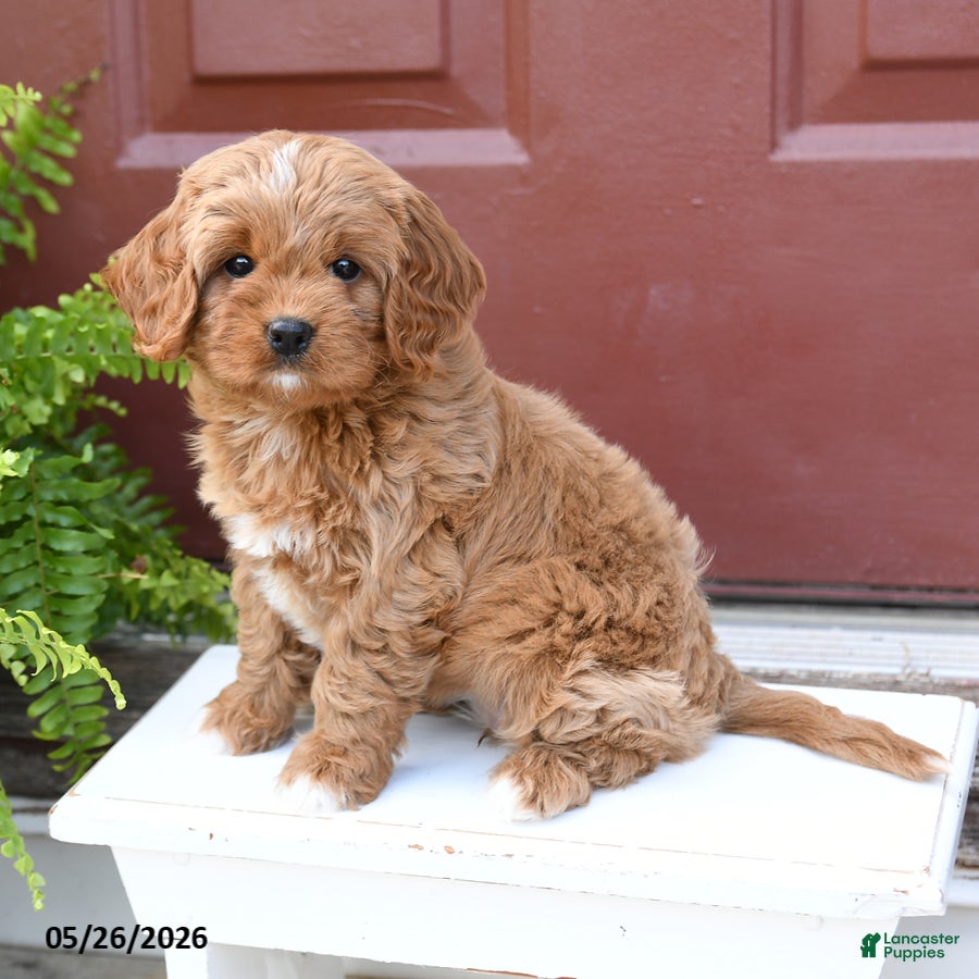 Cavapoo dogs Cutie - Ad 2