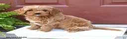 Cavapoo dogs for sale: Cutie - Ad 2