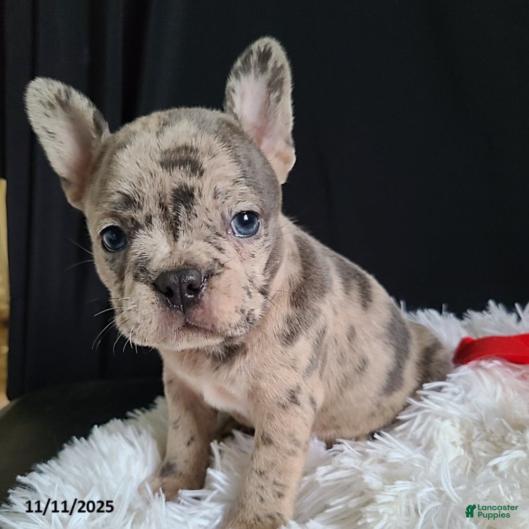 Frenchton dogs for sale: Pebbles - Ad 13