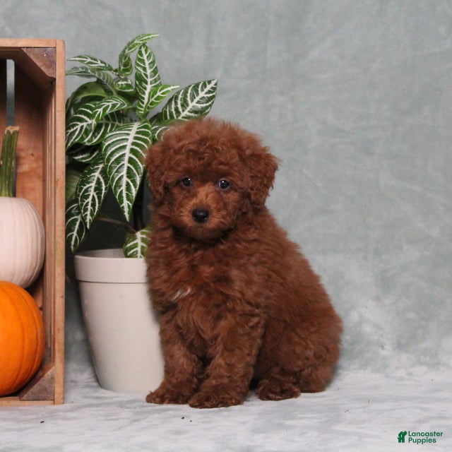 Miniature Poodle dogs Zippy - Ad 2