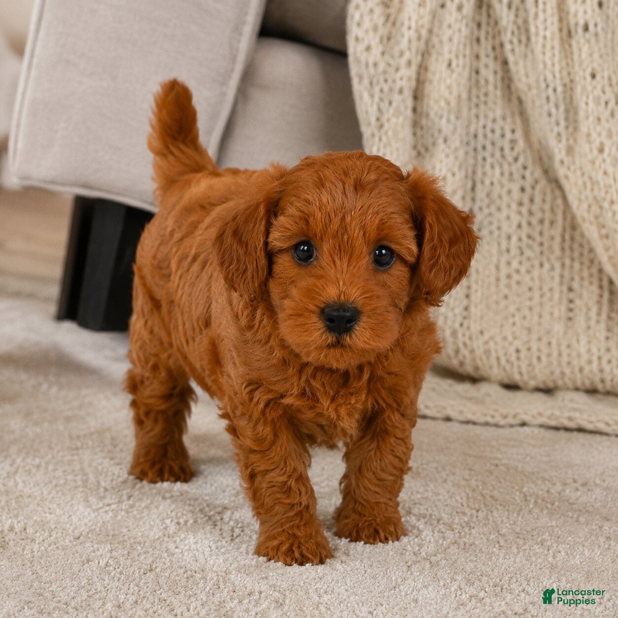 Cavapoo dogs Kala - Ad 2
