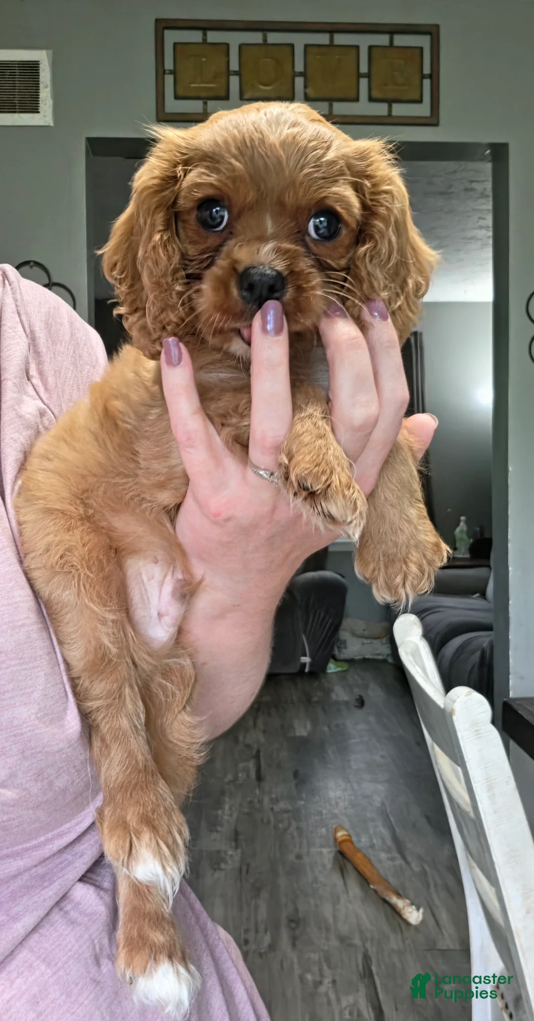 Cavalier King Charles Spaniel dogs for sale: Conway  - Ad 1