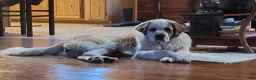 Saint Bernard dogs for sale: Melvin - Ad 4