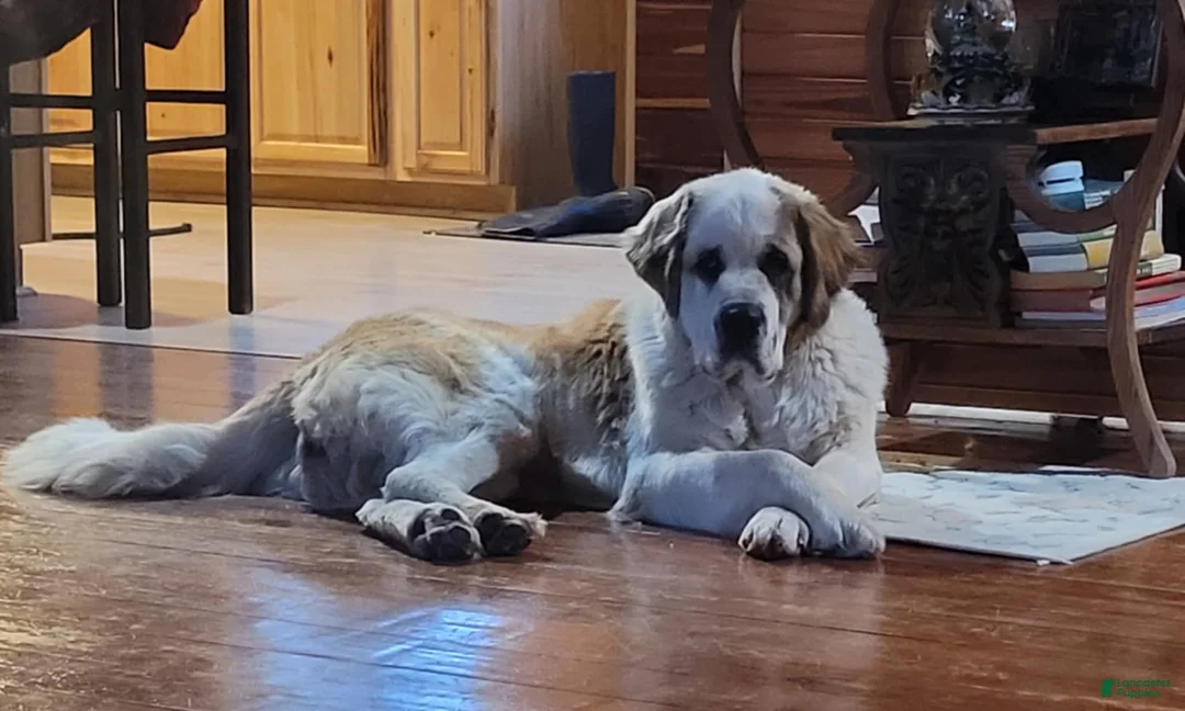 Saint Bernard dogs for sale: Melvin - Ad 4
