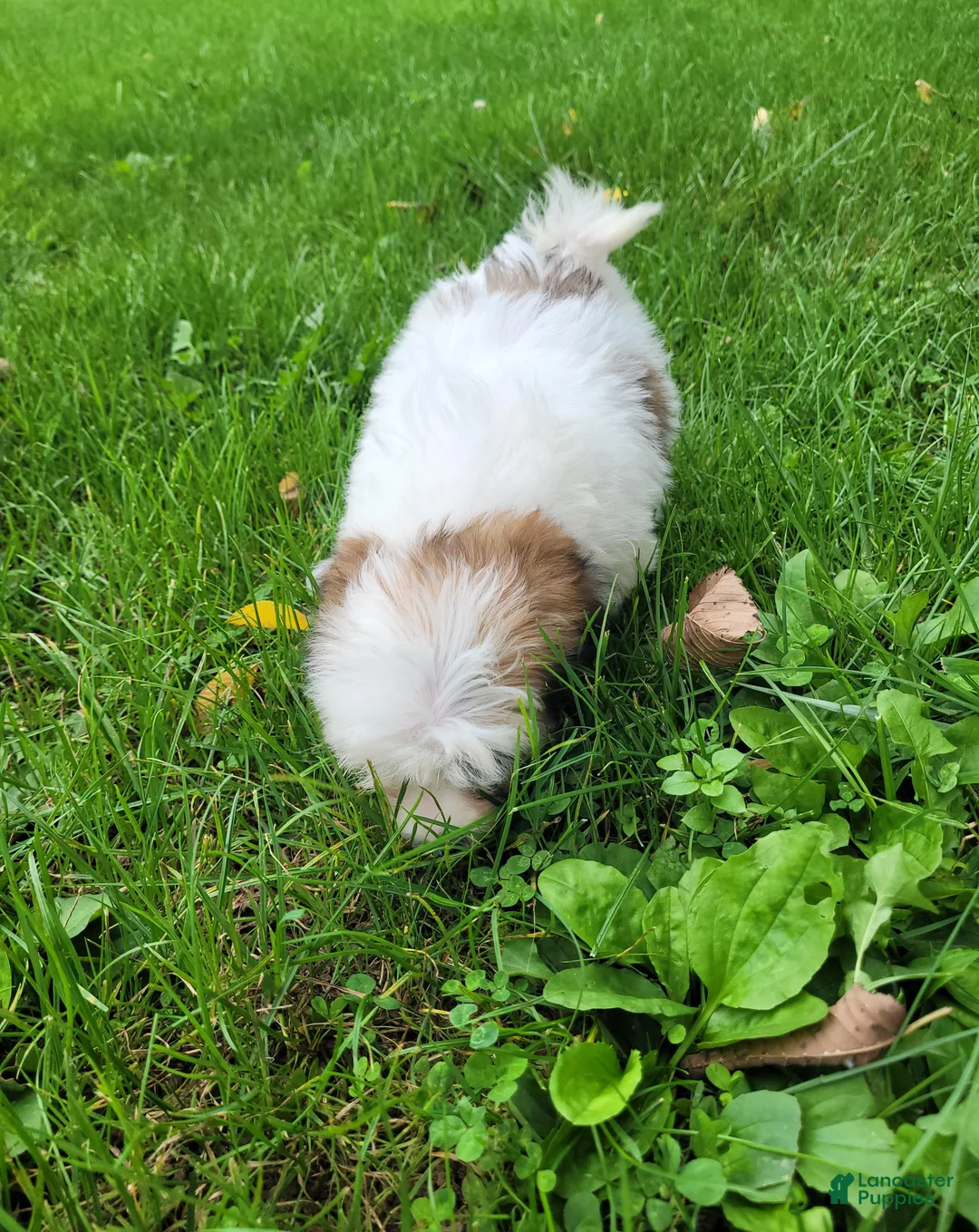 Lhasapoo dogs for sale: Little PiraTess - Ad 2