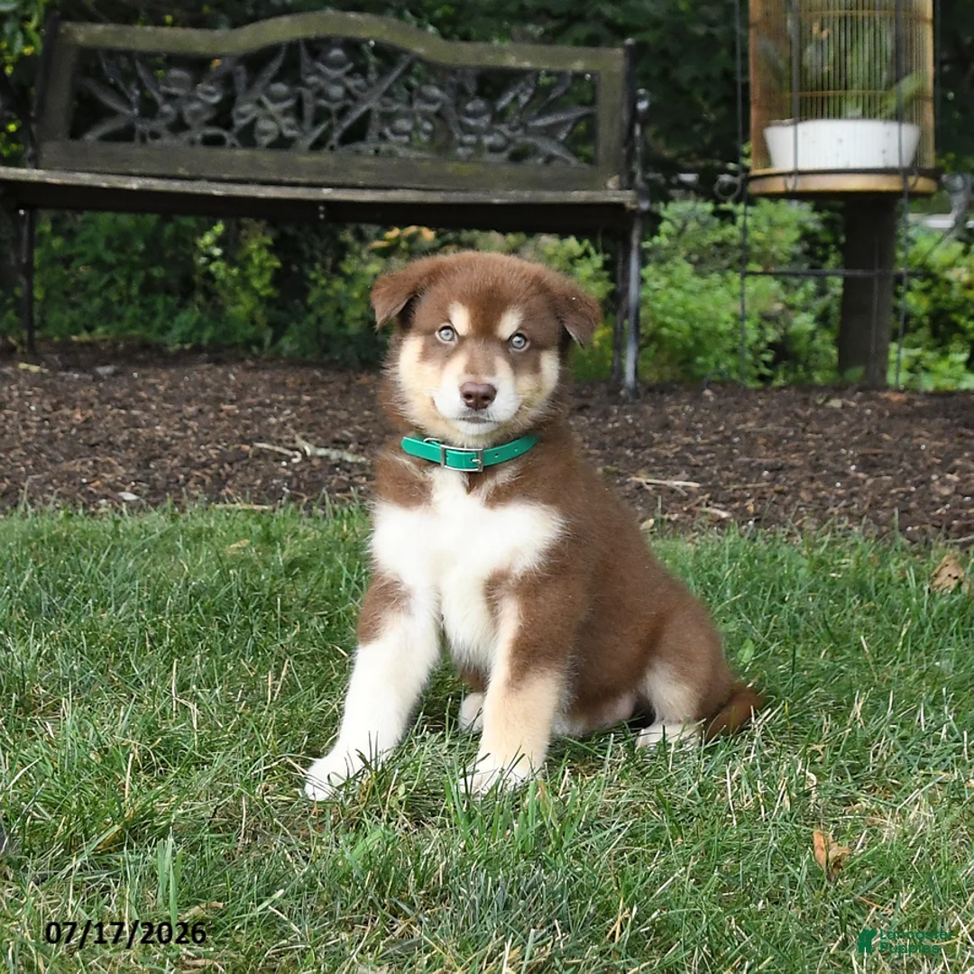 Alaskan Malamute dogs for sale: Shiloh - Ad 1