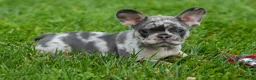 French Bulldog dogs for sale: Knox 💙 - Ad 7