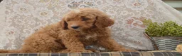 Goldendoodle dogs for sale: Sonny - Ad 4