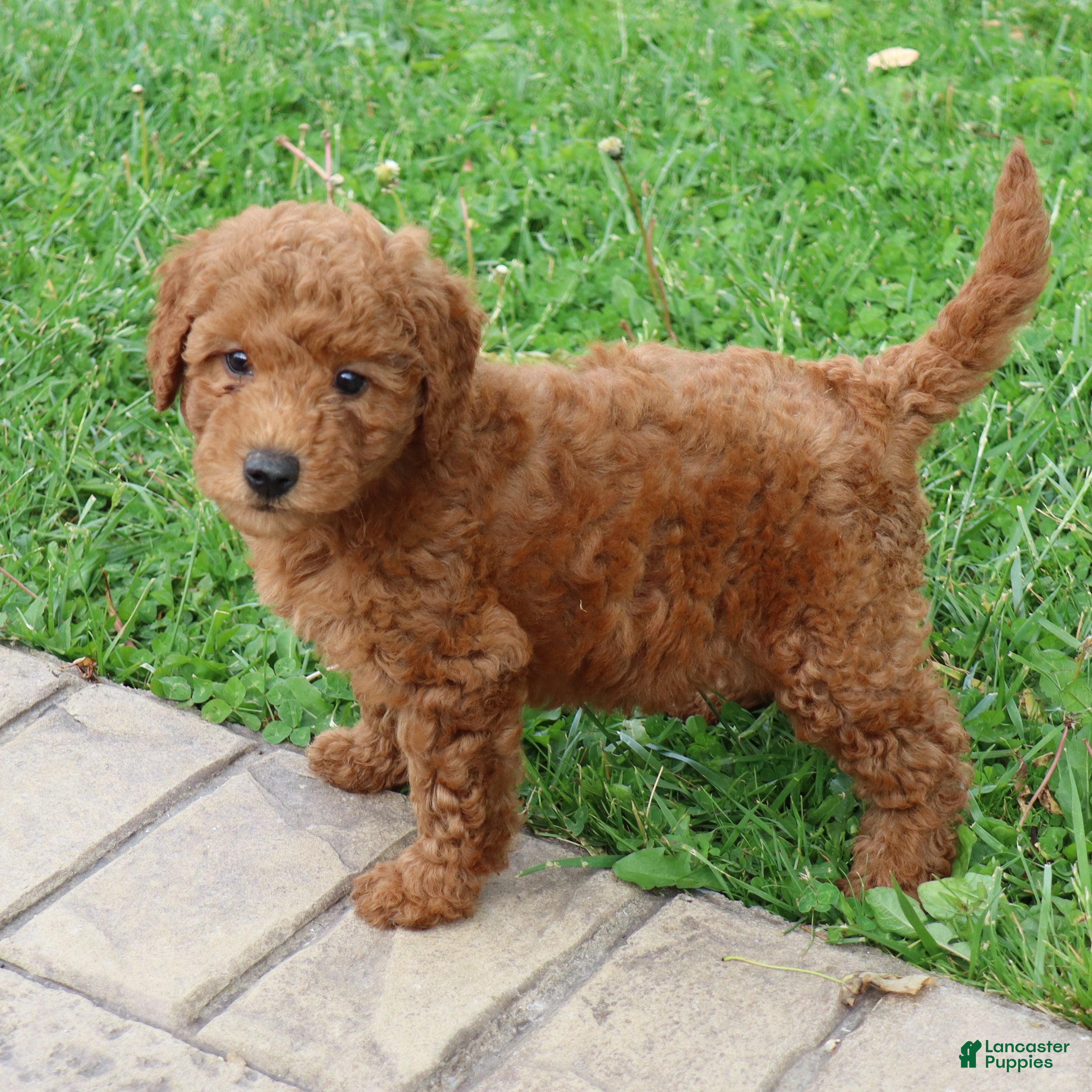 Mini Goldendoodle dogs Bonita - Ad 1
