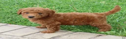 Mini Goldendoodle dogs for sale: Bella - Ad 7