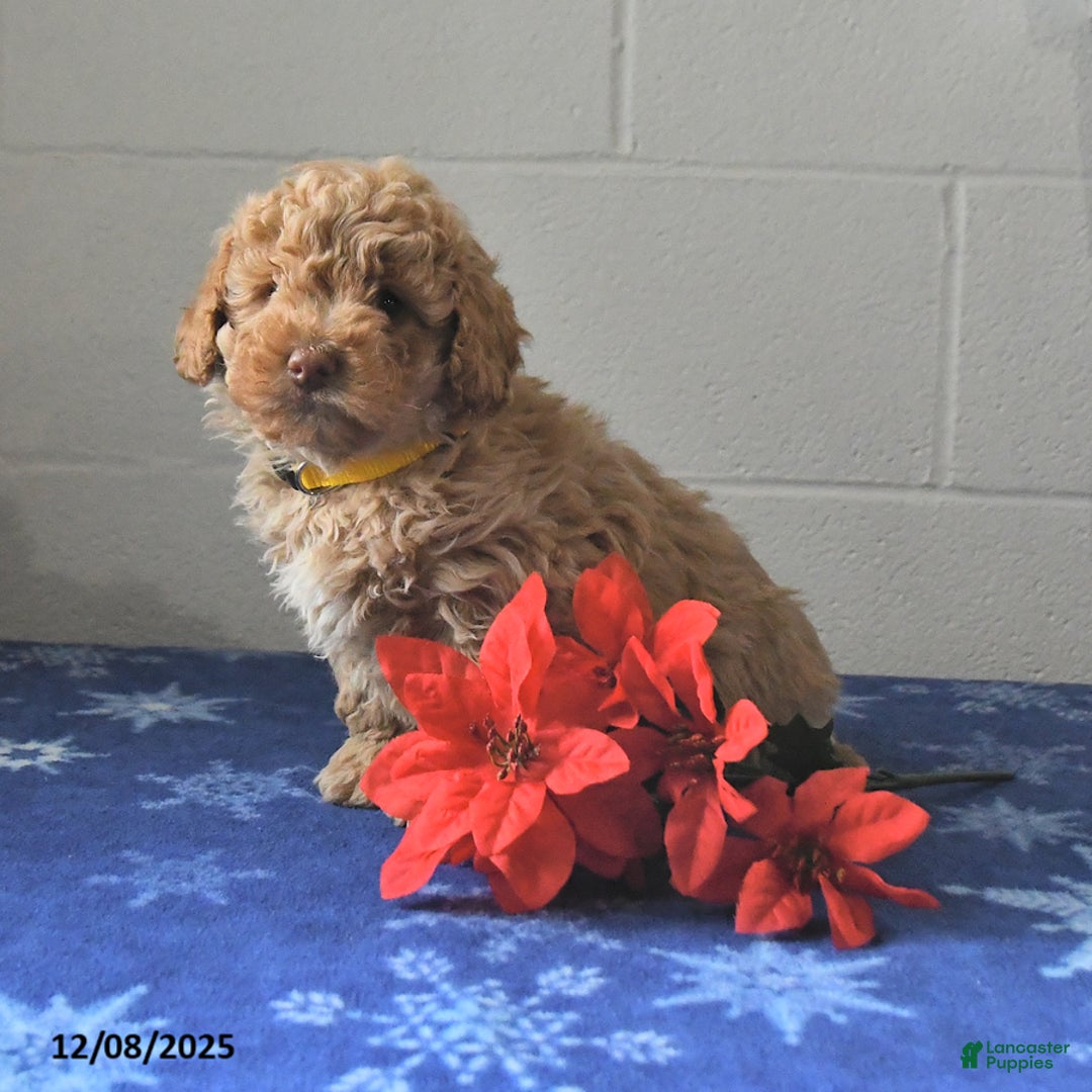 Miniature Labradoodle dogs for sale: Radar - Ad 2