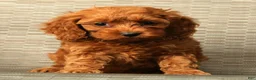 Cockapoo dogs for sale: Princess - Ad 9