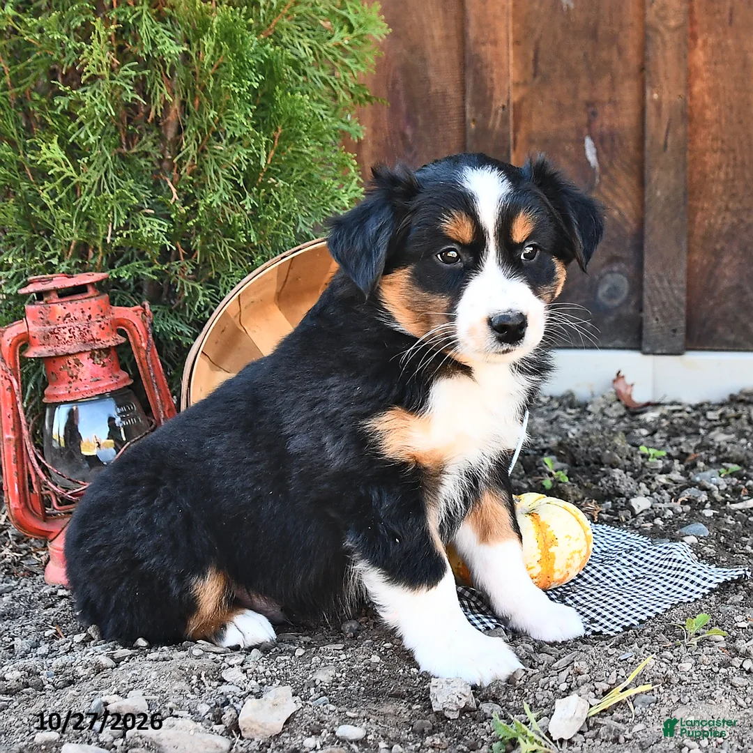 Australian Shepherd dogs for sale: Albert  - Ad 2