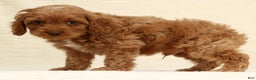 Cockapoo dogs for sale: Bubbles - Ad 4
