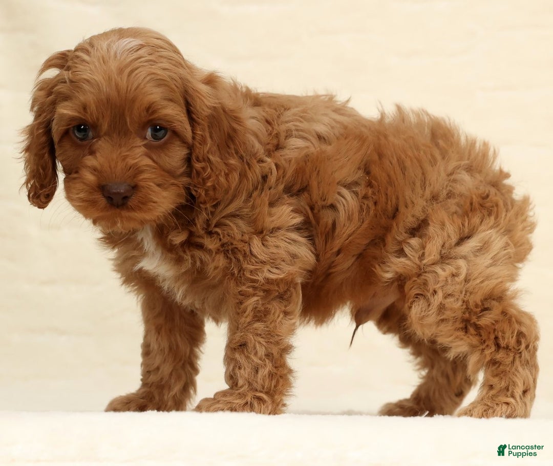 Cockapoo dogs for sale: Bubbles - Ad 4