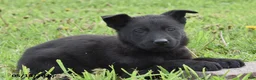 German Shepherd dogs for sale: Roxy - Ad 1
