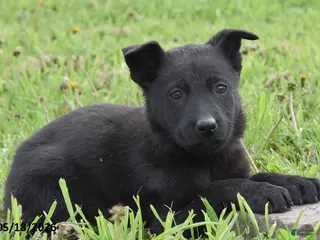 German Shepherd dogs for sale: Roxy - Ad 2