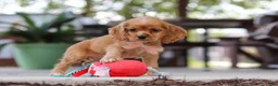 Cocker Spaniel dogs for sale: Billie - Ad 8