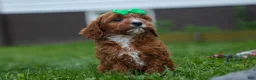 Cavapoo dogs for sale: OLLIE - Ad 5