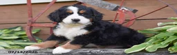 Bernese Mountain Dog dogs for sale: Rosey - Ad 2