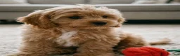 Cavapoo dogs for sale: Mark - Ad 4
