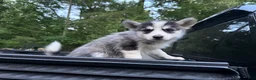 Pomsky dogs for sale: Pomsky Puppy 5 - Ad 1