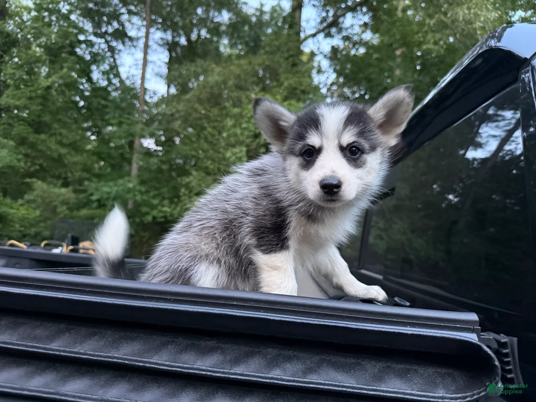 Pomsky dogs for sale: Pomsky Puppy 5 - Ad 1