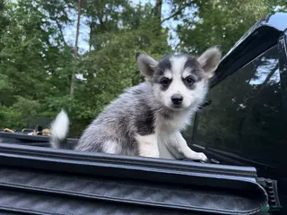 Pomsky dogs Pomsky Puppy 5 - Ad 17