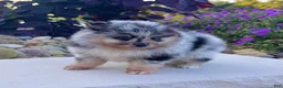 Pomeranian dogs for sale: Flash - Ad 4