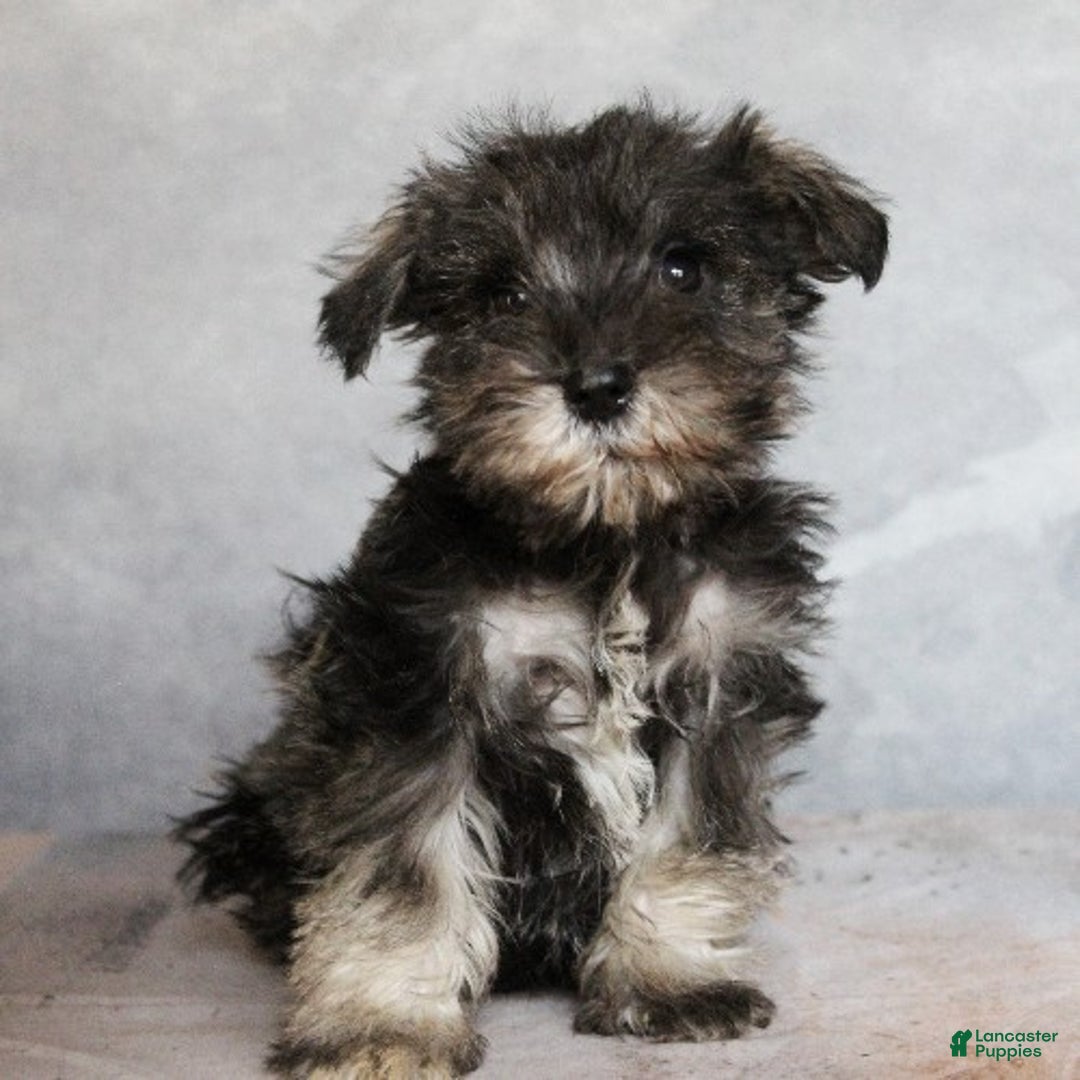 Miniature Schnauzer dogs for sale: River - Ad 2