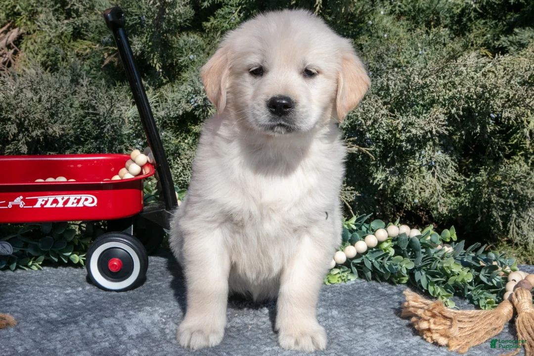 Golden Retriever dogs for sale: Maverick - Ad 2