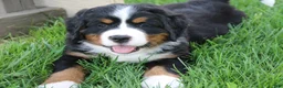 Bernese Mountain Dog dogs for sale: Zoe - Ad 1