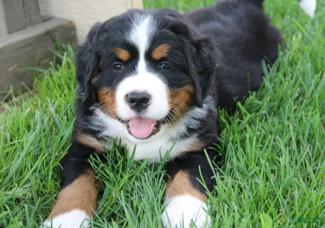 Bernese Mountain Dog dogs for sale: Zoe - Ad 1