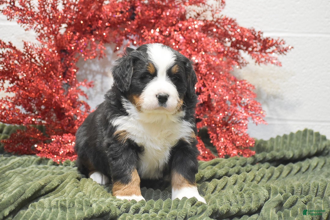 Bernese Mountain Dog dogs for sale: Carly - Ad 2