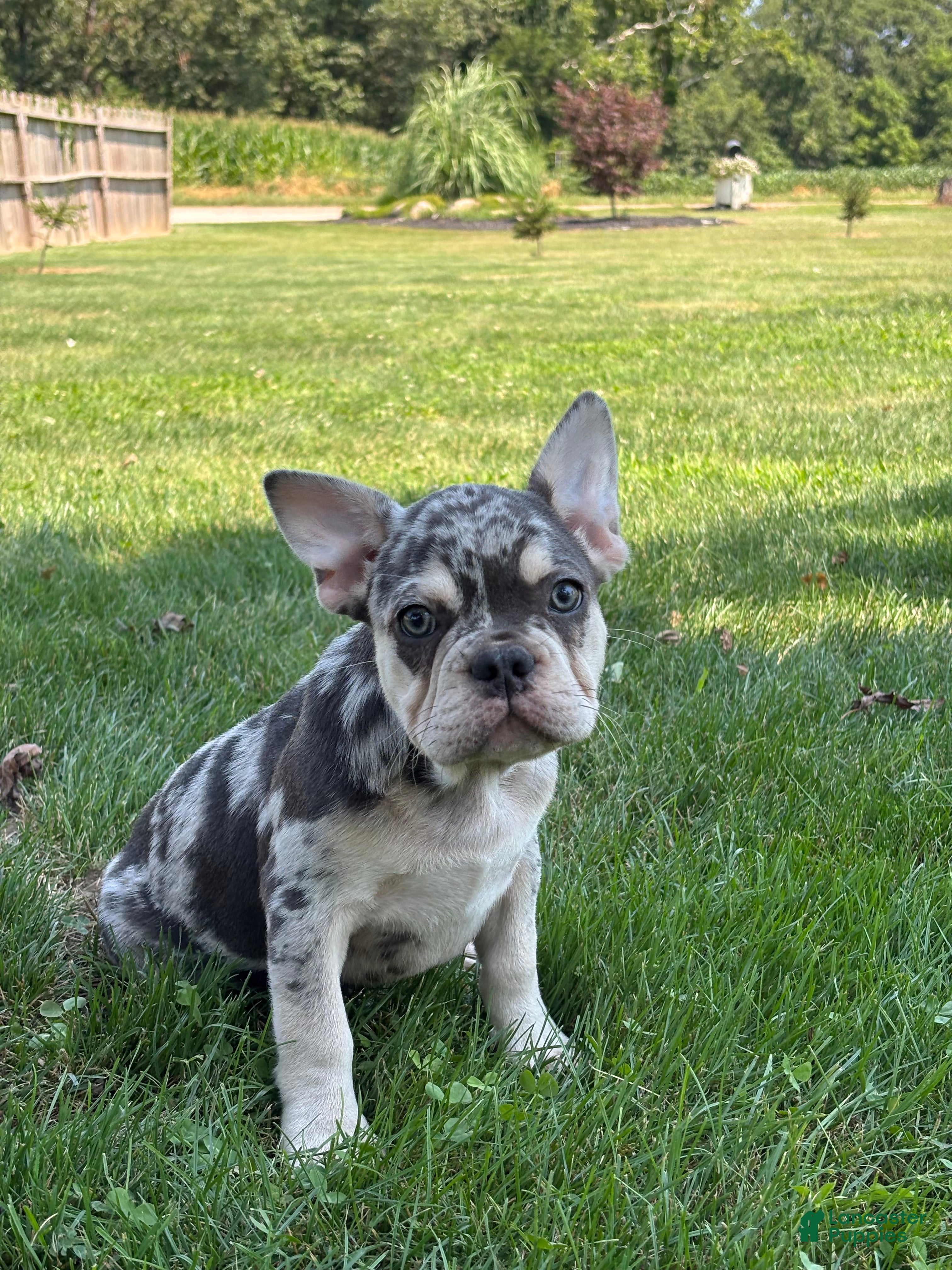 French Bulldog dogs Owen - Ad 2