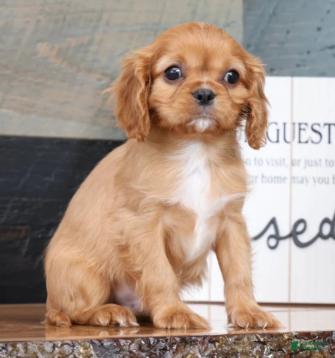 Cavalier King Charles Spaniel dogs for sale: Preston - Ad 2