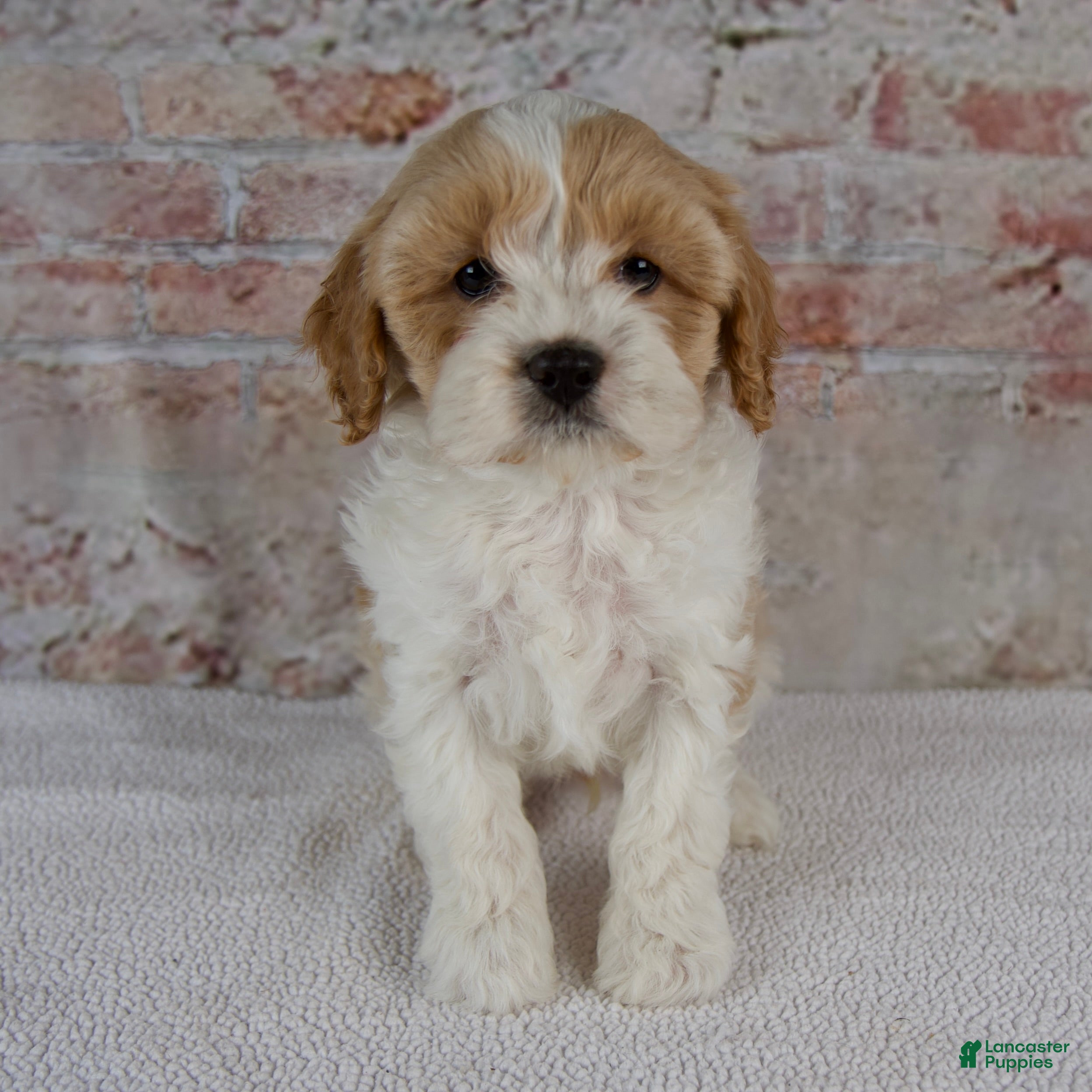Cavapoo dogs Caspian - Ad 1