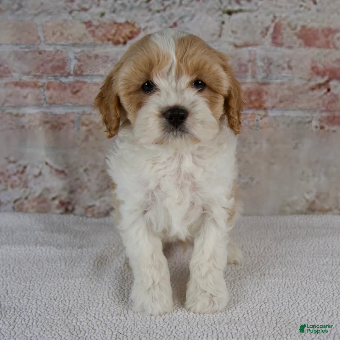 Cavapoo dogs for sale: Caspian - Ad 1