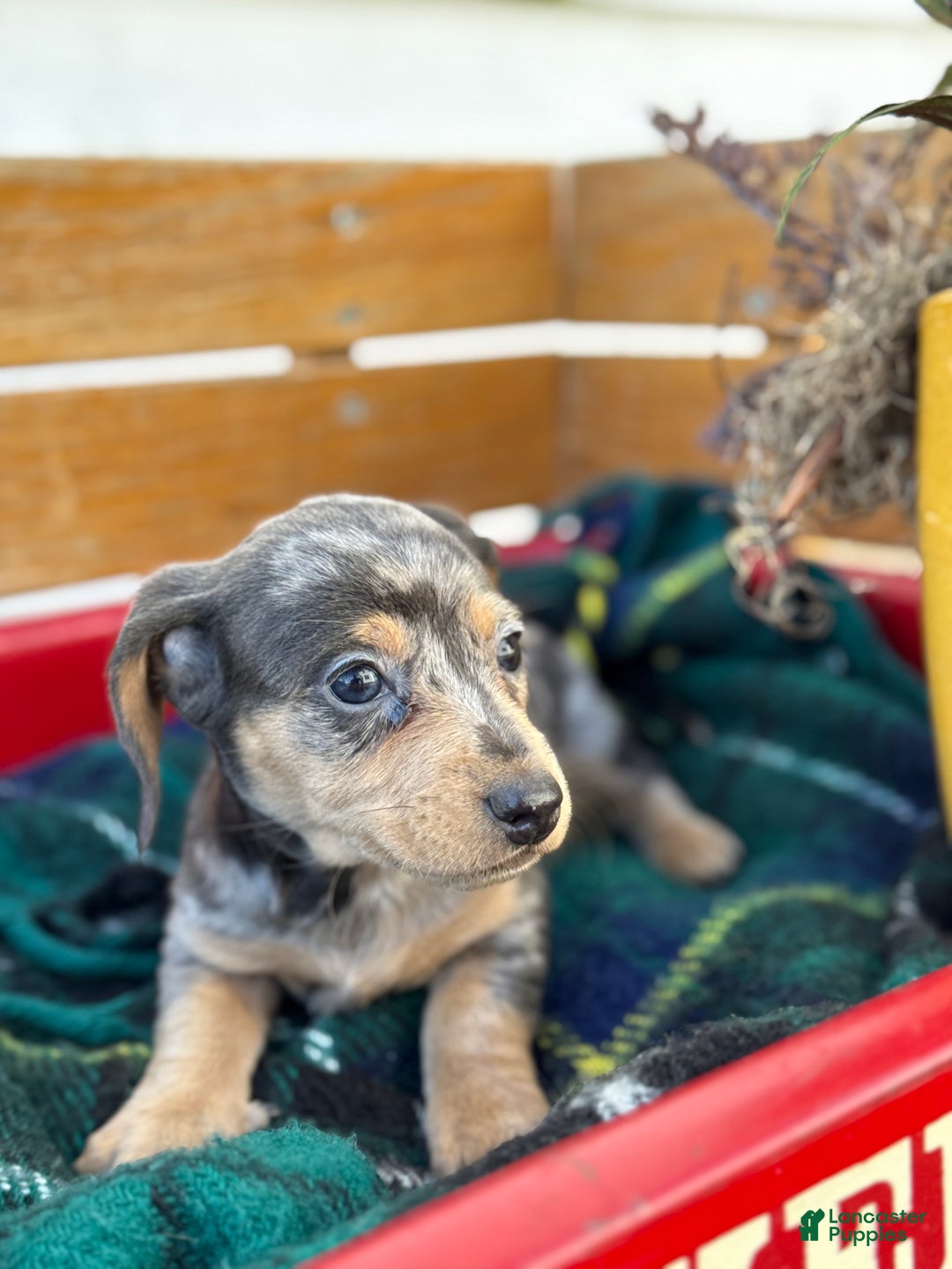 Miniature Dachshund dogs for sale: Coco - Ad 8