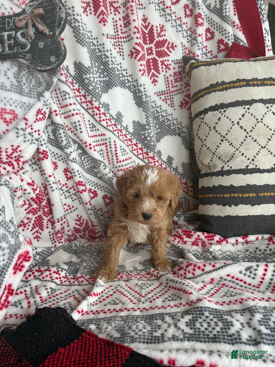 Mini Bernedoodle dogs for sale: Cooper - Ad 7