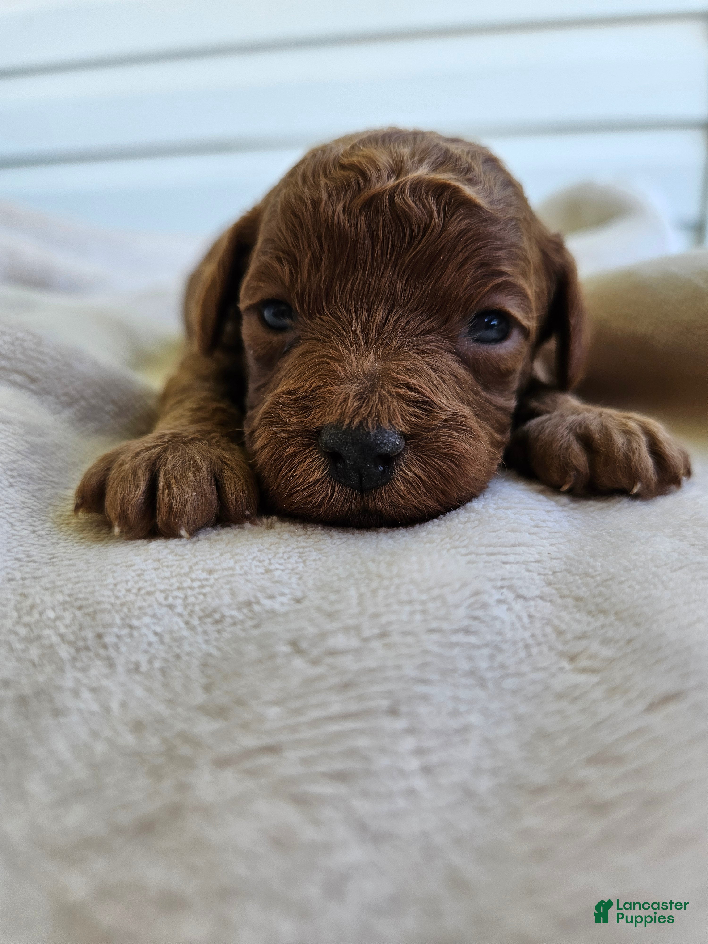 Cavapoo dogs Silas - Ad 41