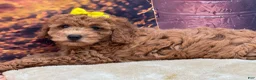 Miniature Poodle dogs for sale: Luna - Ad 2