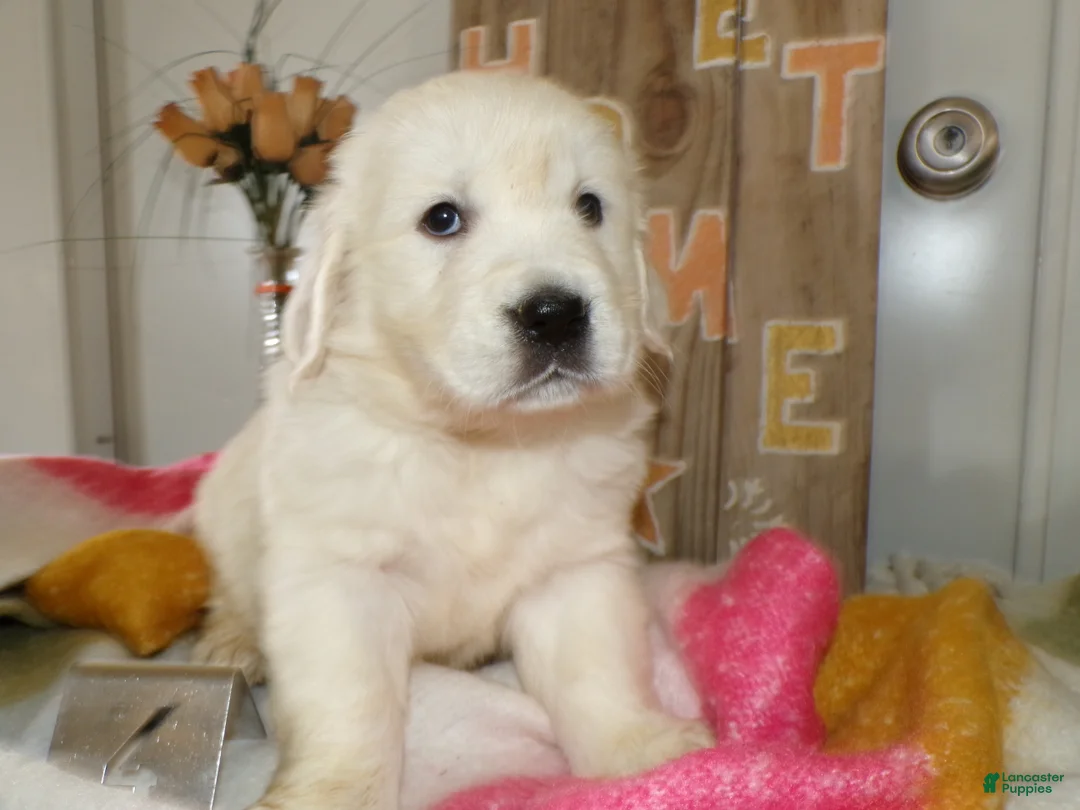 Golden Retriever dogs for sale: Golden Retriever Puppy 4 Kyrista - Ad 2