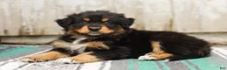 Australian Shepherd dogs for sale: Tucker - Ad 5